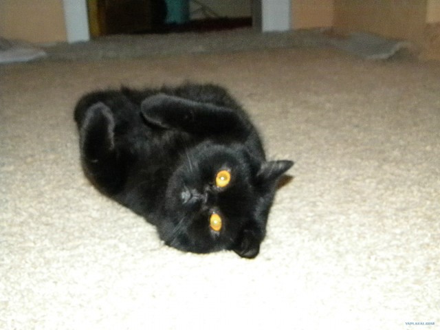 Котовторник 1.11.11