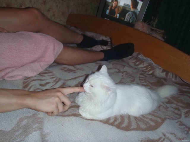 Котовторник!