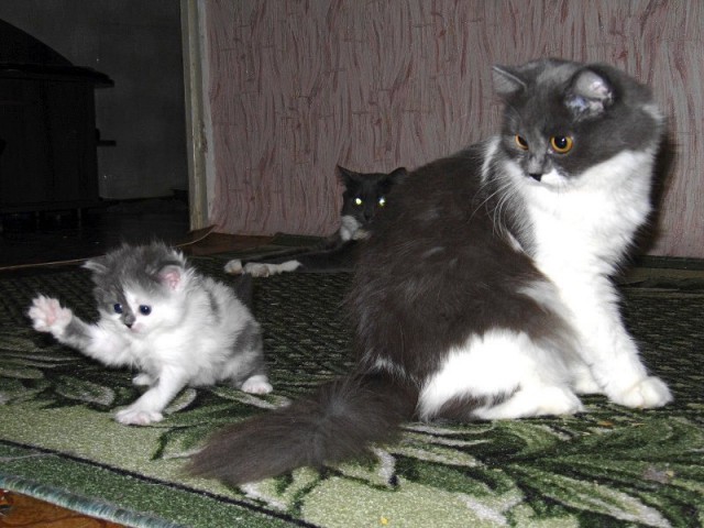 Котовторник 20.12.2011
