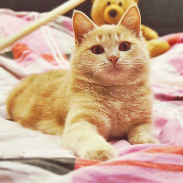 Прикольных котов пост