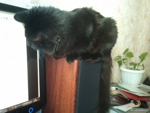 Котовторник (15.05.2012)