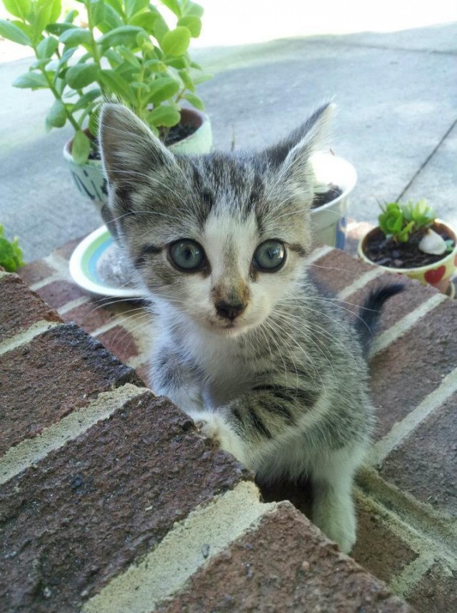 Котовторник 29.05.2012