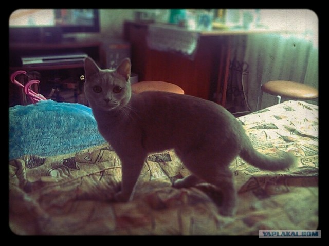 Котовторник   5.06.2012