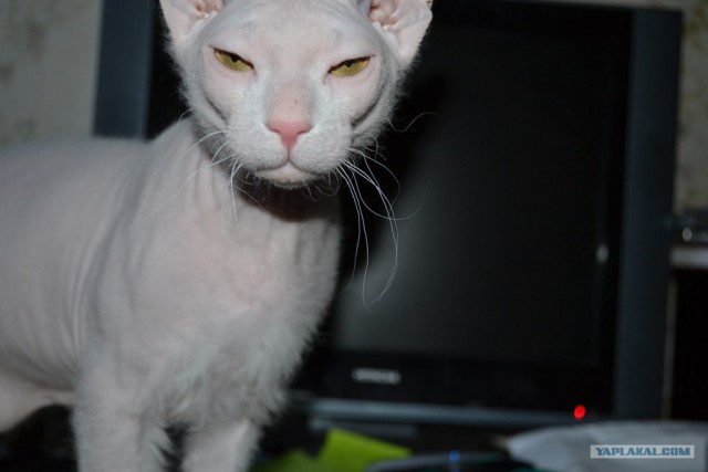 Котовторник  19.06.2012