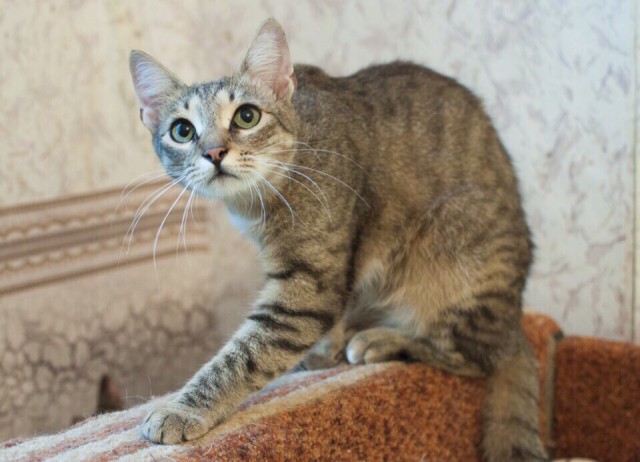 Забавные фото котеек
