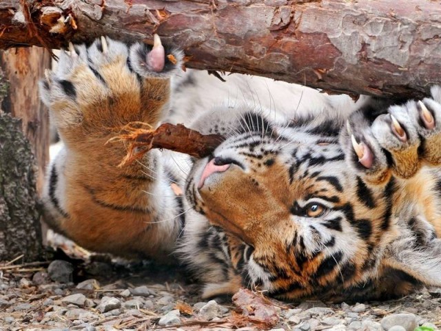 Дикий котовторник