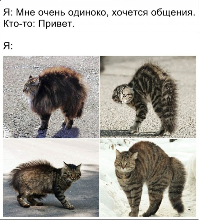 Забавные фото котеек
