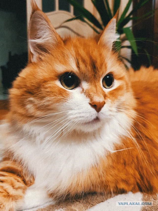 Котовторник 30.04.2019.