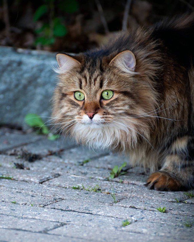 Котовторник однако