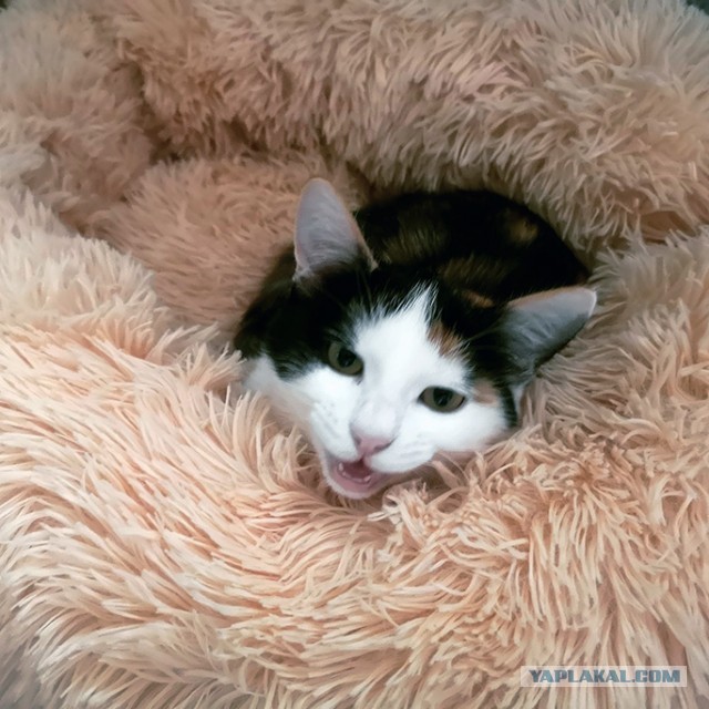 Ну как я там на фотке получился, нормально?