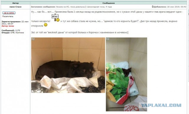 Помогите вернуть кота! Приют "Преданное сердце" украл кота и не отдает!-2