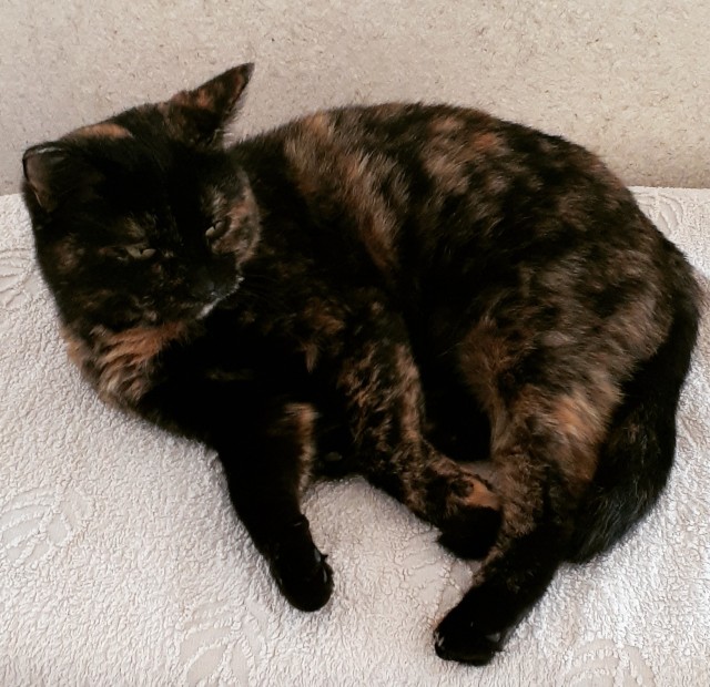 Котовторник