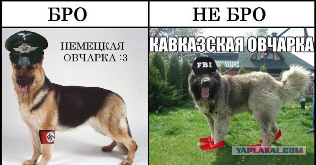 Немецкая овчарка: Как массовая культура изуродовала одну из лучших пород