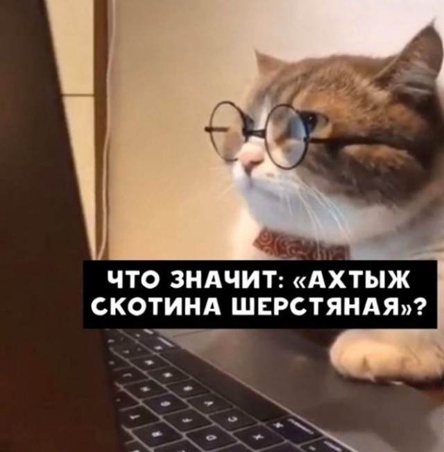 Что ищут кошки в интернете