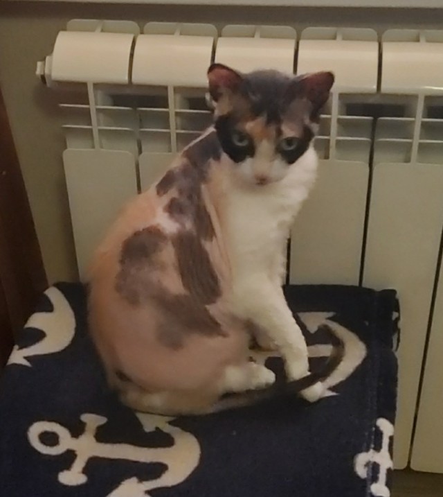 Котовторнику быть!