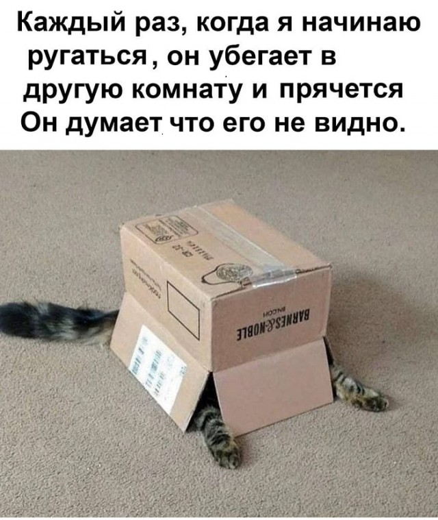 Картинки с надписями и котами