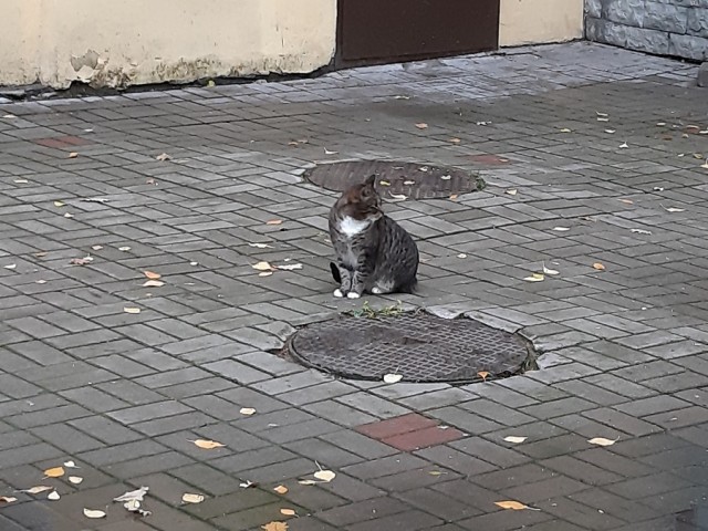 Кошкин Домик