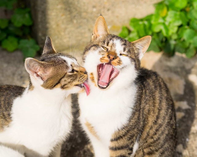 Которник