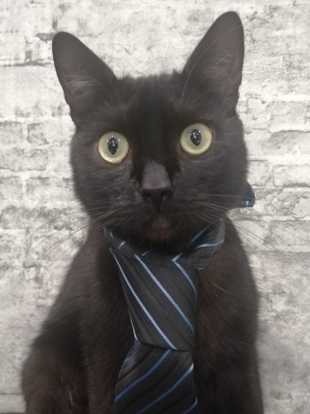 А котовторник уже начался?
