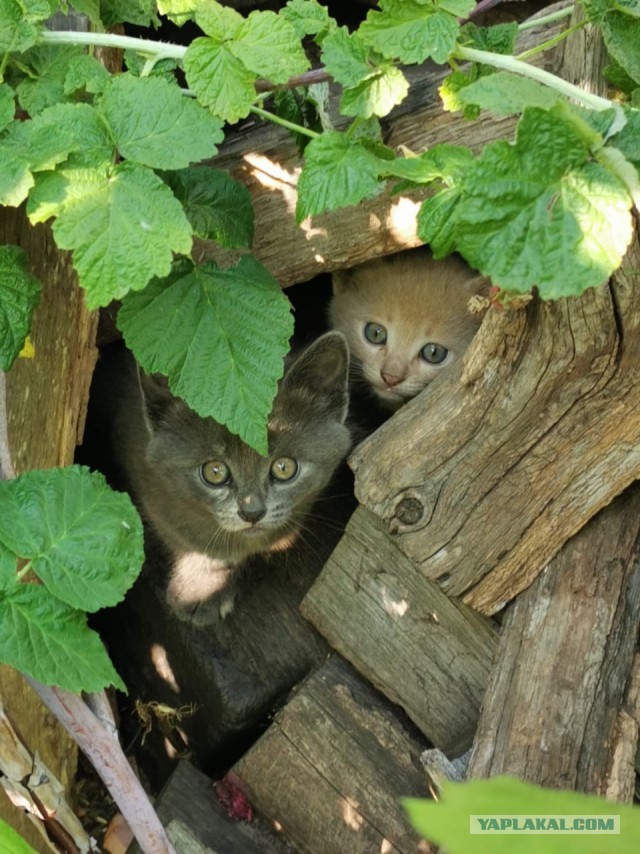 Кот Василий