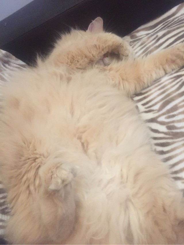 Кот Василий