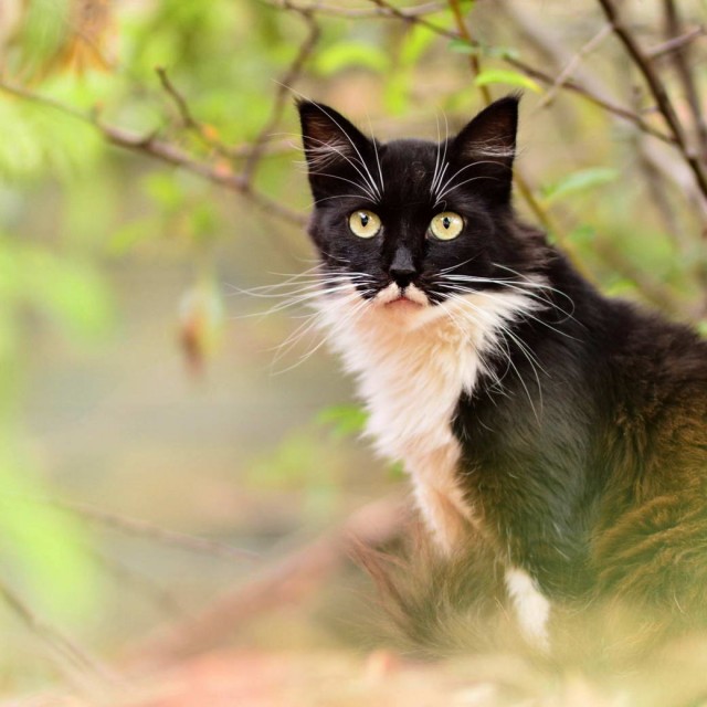 Разные котики