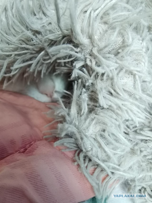 Мой самый первый КОТовторник!