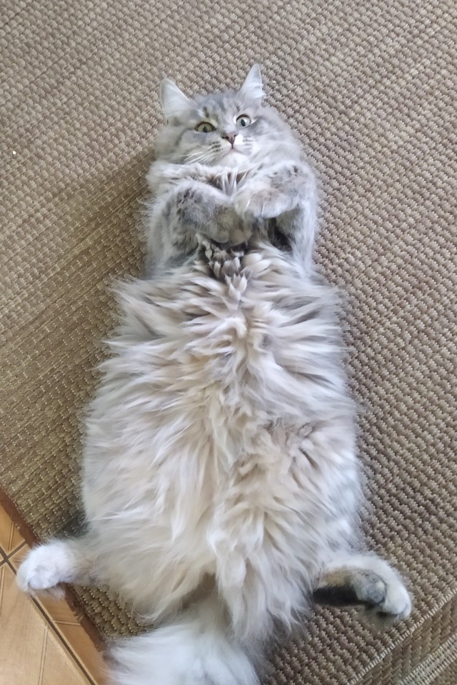 Котовторник 05.10.21 г