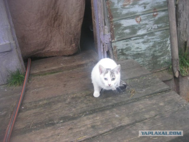 Жизнь домашнего приюта для котеек 365