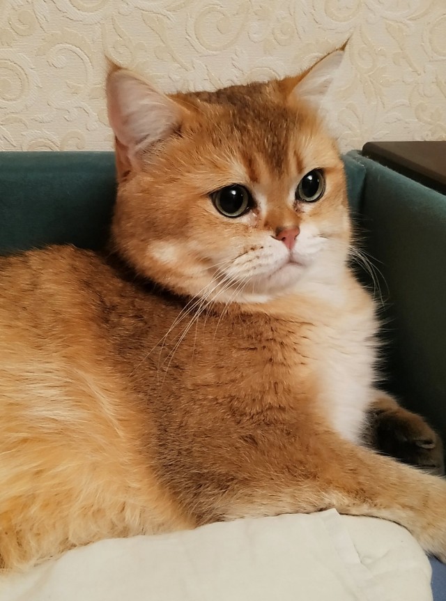Котовторнику быть