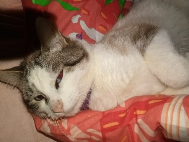 Что-то котовторник никто не начинает...