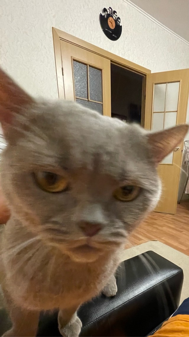 Котовторник вроде.