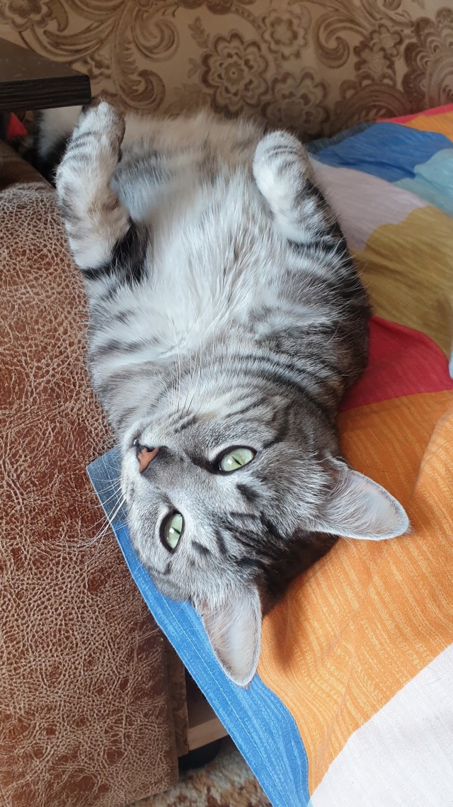 А ваши котейки че счас делают?