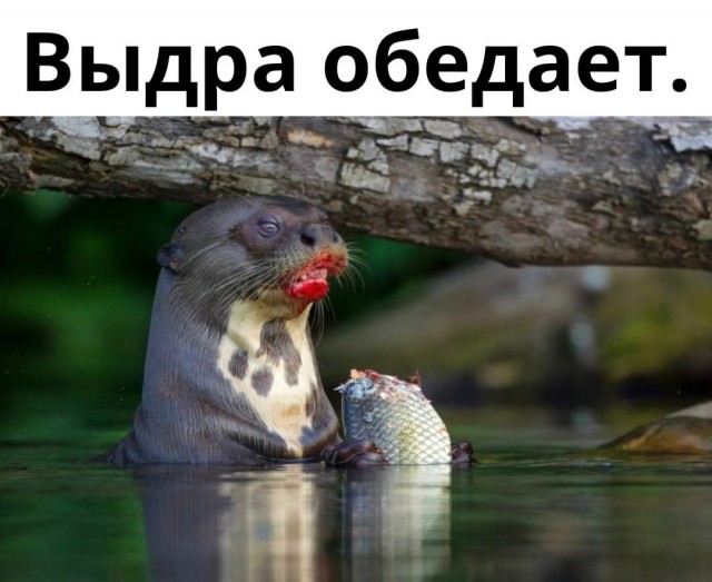 Так себе картинки 06.04.22