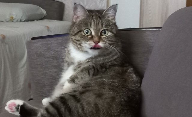 Котовторник 18.10.22