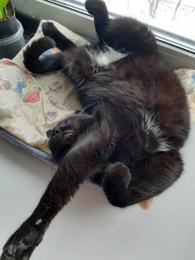 Котовторник 1.11.22