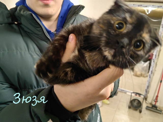 Жизнь домашнего приюта "Котоленд" 372