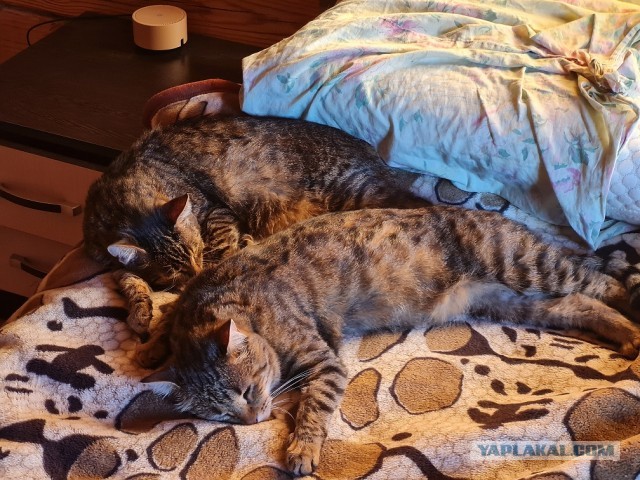 Коточетверг!