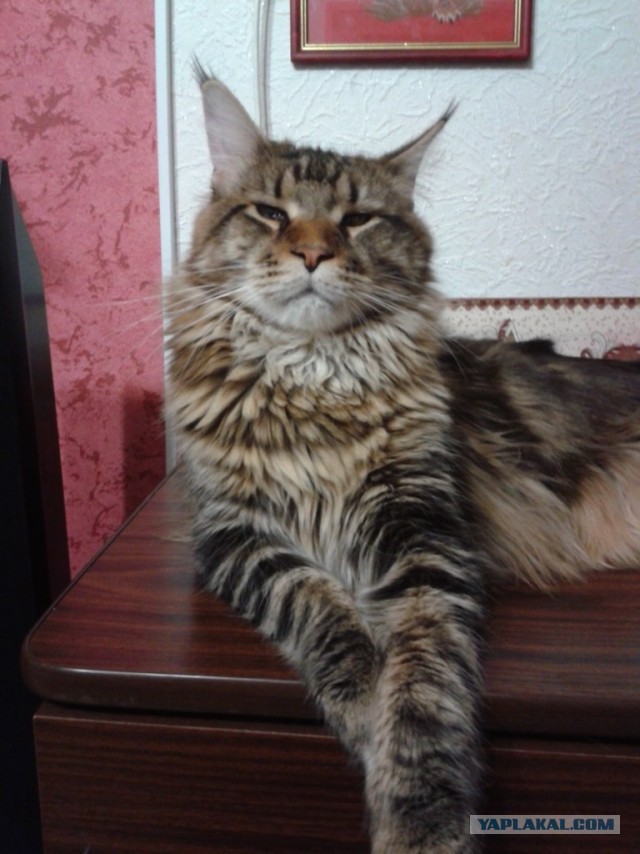 Парень, который разводит котов-гигантов
