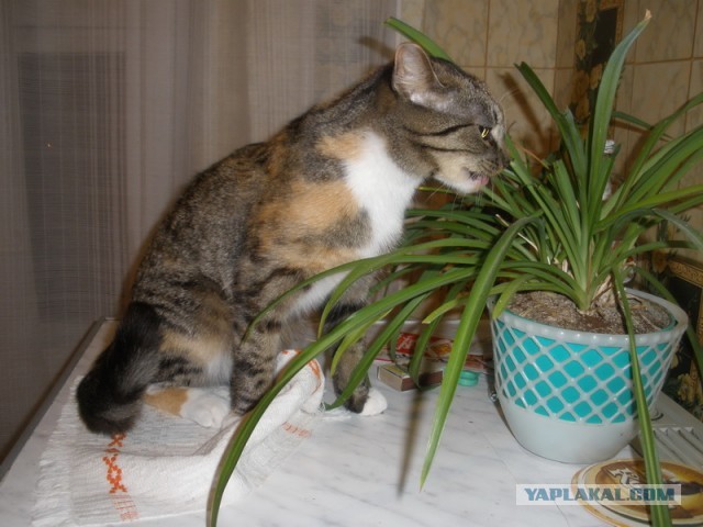 Котовторник 16.04.2013