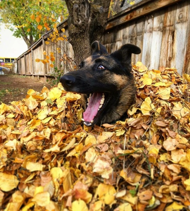 Юморески в JPG