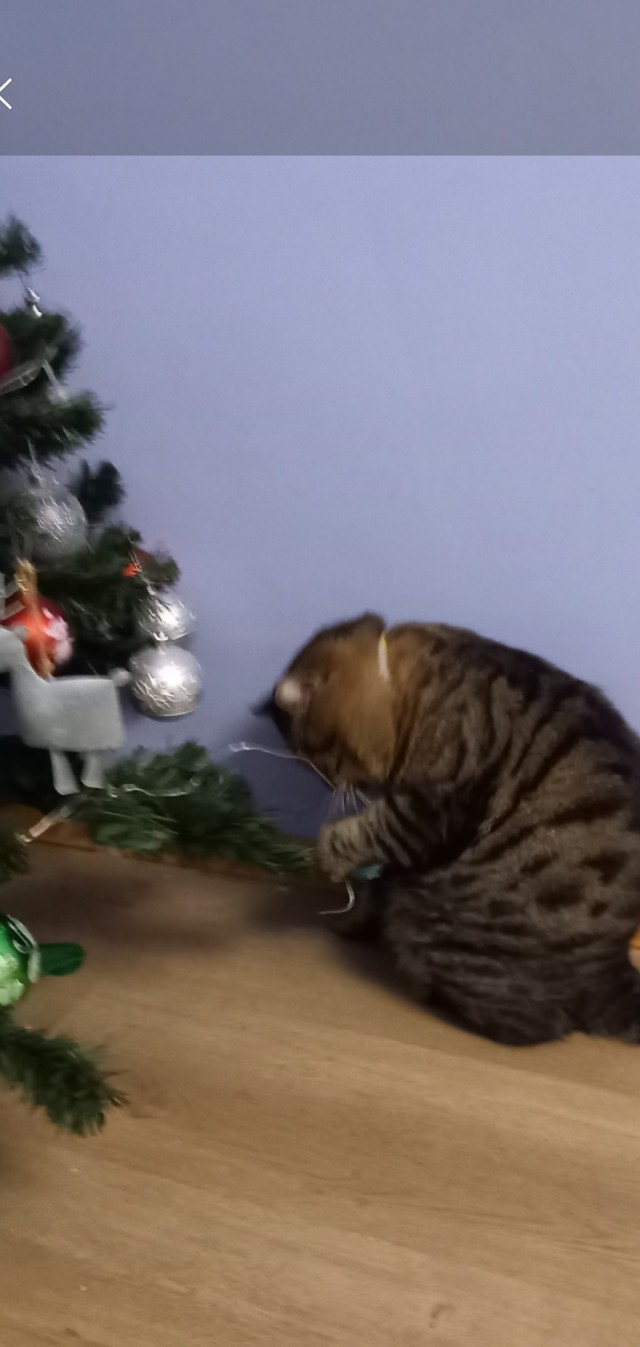 Показываем свои деревья