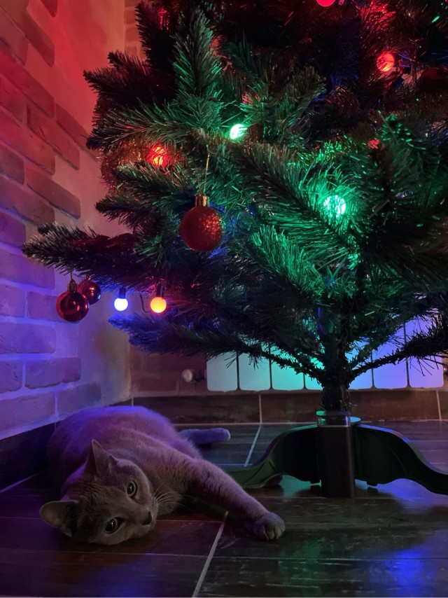 Новогодний кот