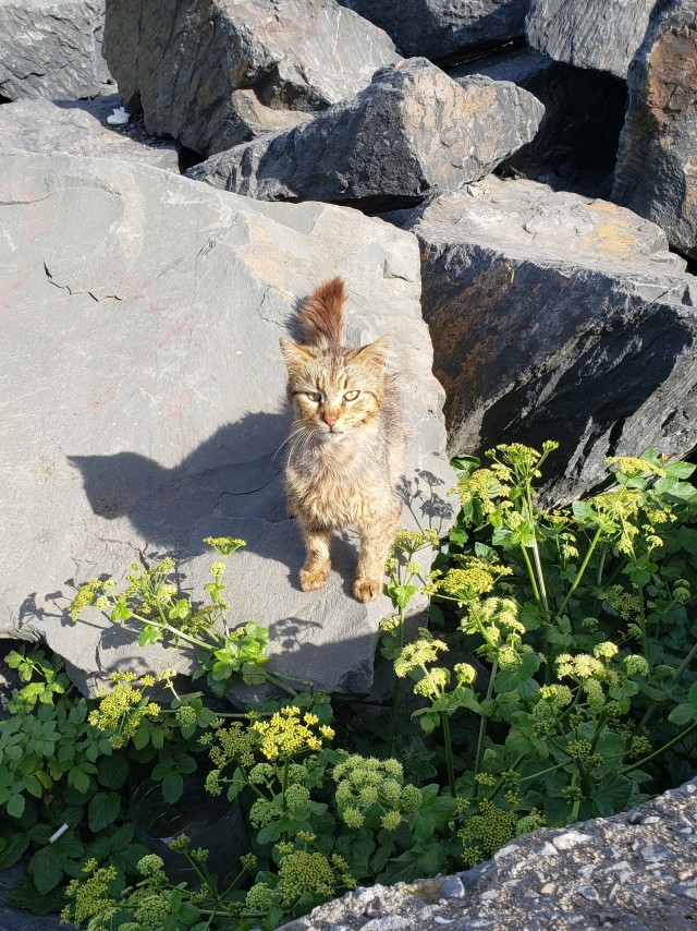 Стамбульские котики