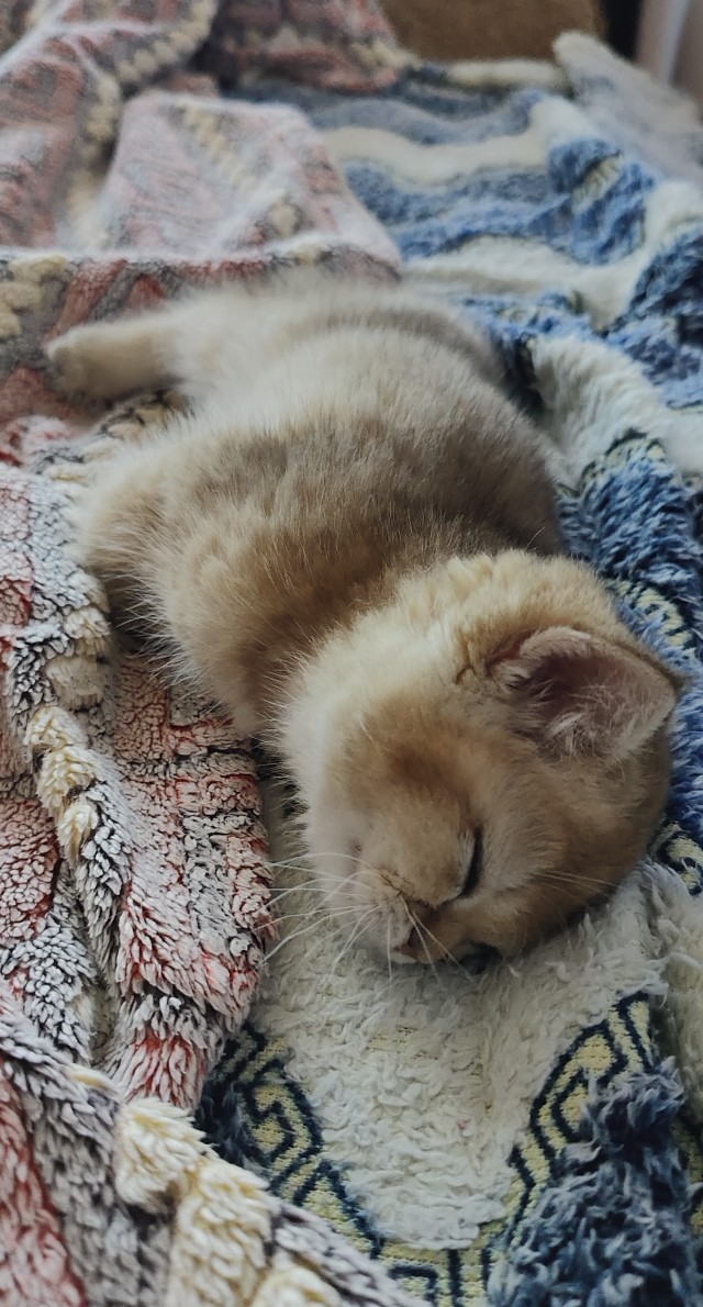 Россию сочли самой кошачьей страной мира