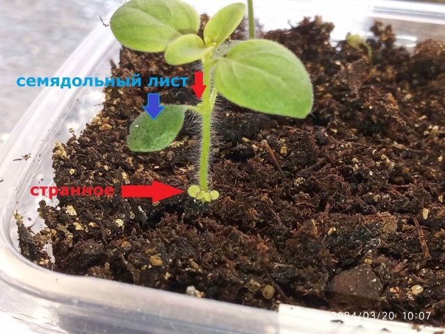 Клумба во дворе 2024 весна
