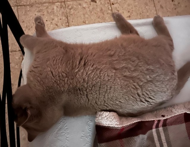 Подкидыш к котовторнику