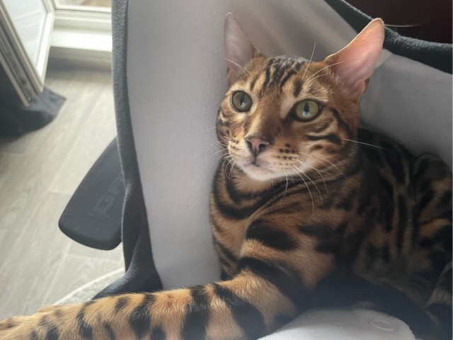 Котовторник 05/11/2024
