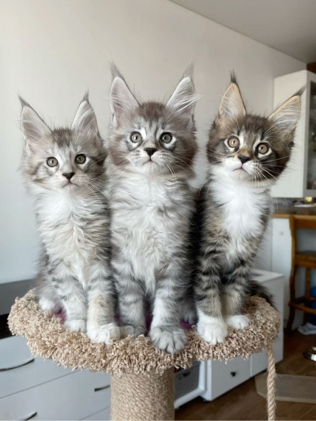 Котовторник! Успел!)