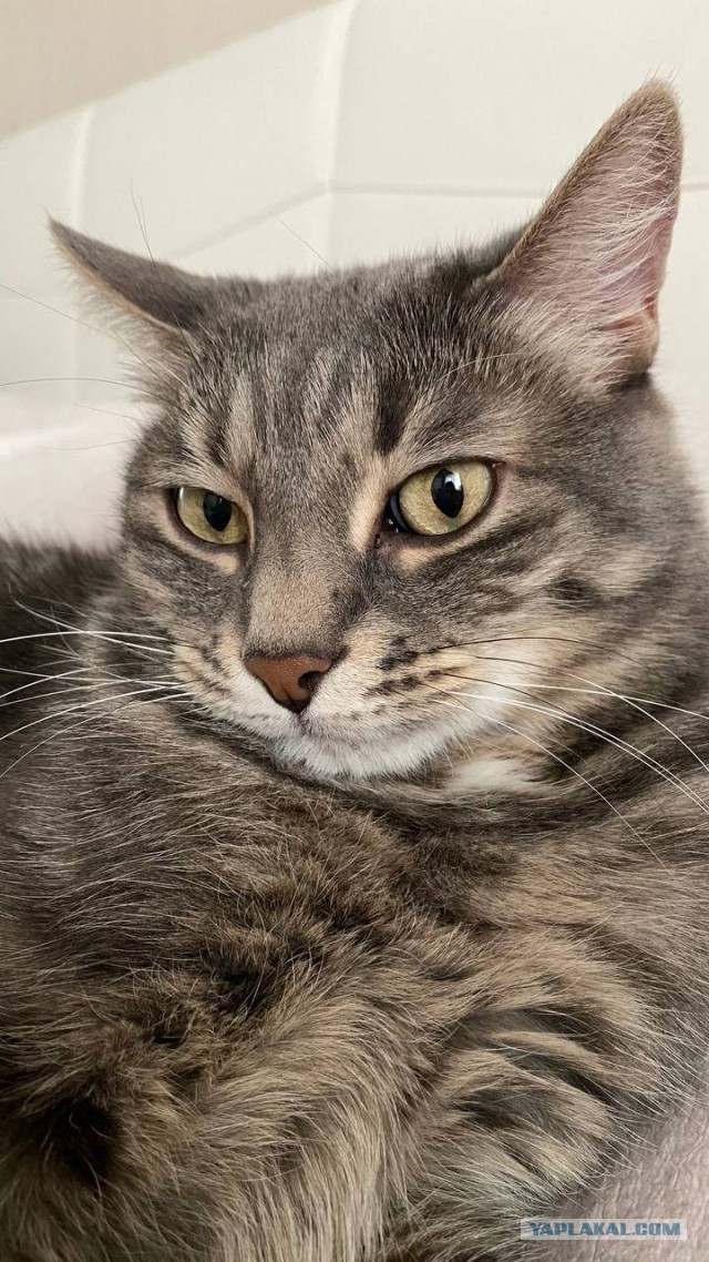 А что с котовторником ?